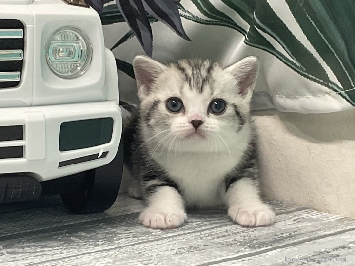 2023年特に心に残る1匹😽｜脇田　容子(わきた　ようこ)ブリーダー(愛知県・アメリカンショートヘアなど・CFA/TICA/国内猫協会発行登録)の紹介写真5