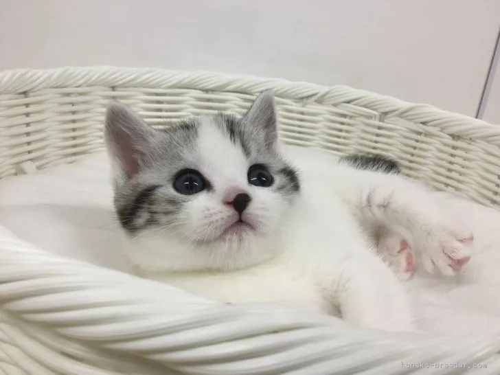 ID：1902-00041の子猫