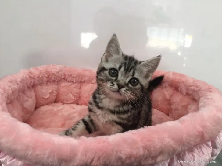 ID：1711-00041の子猫