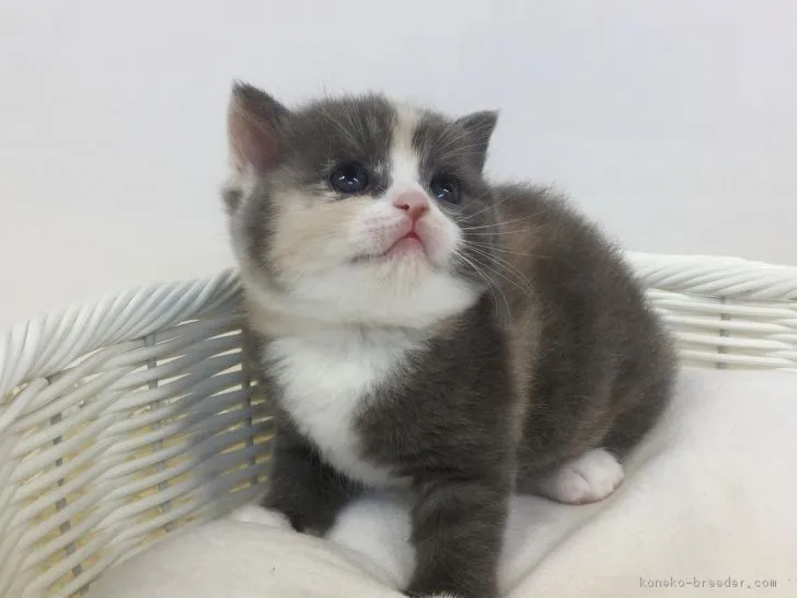 ID：1901-00060の子猫