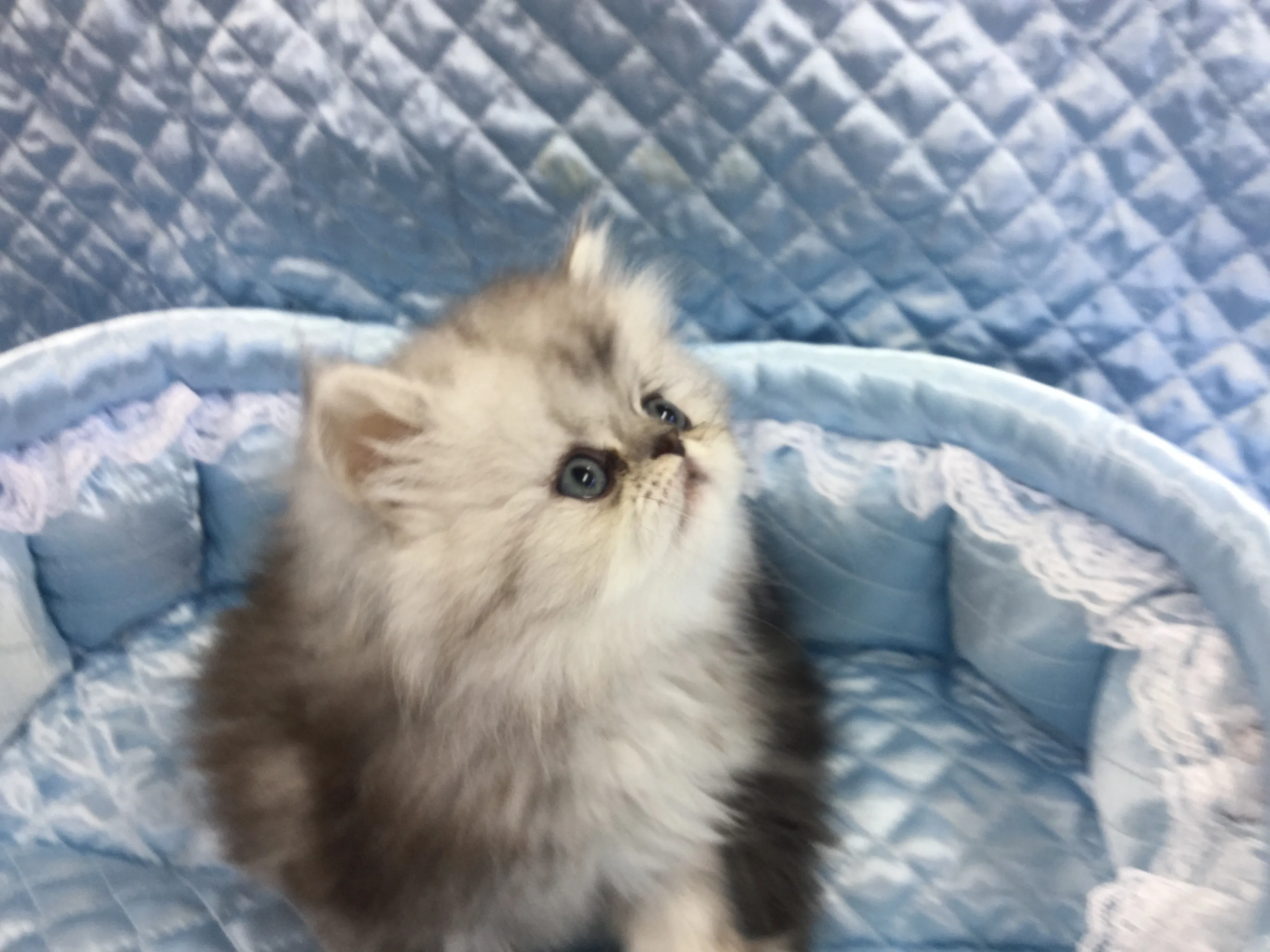 ID:1608-00326の子猫