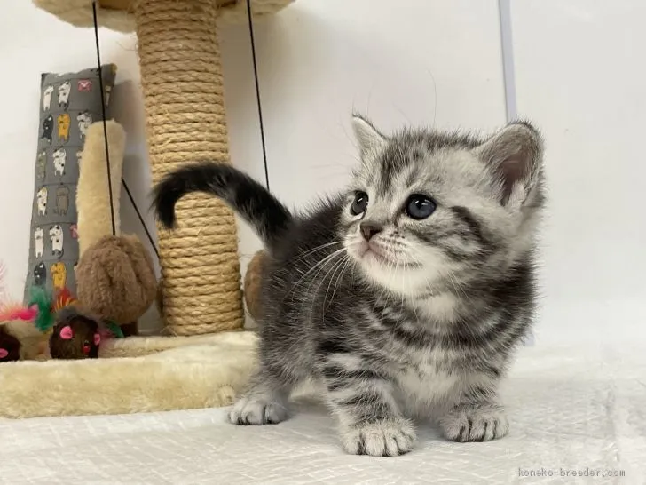 ID:2103-00074の子猫