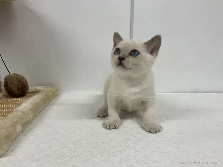 ID:2107-00777の子猫