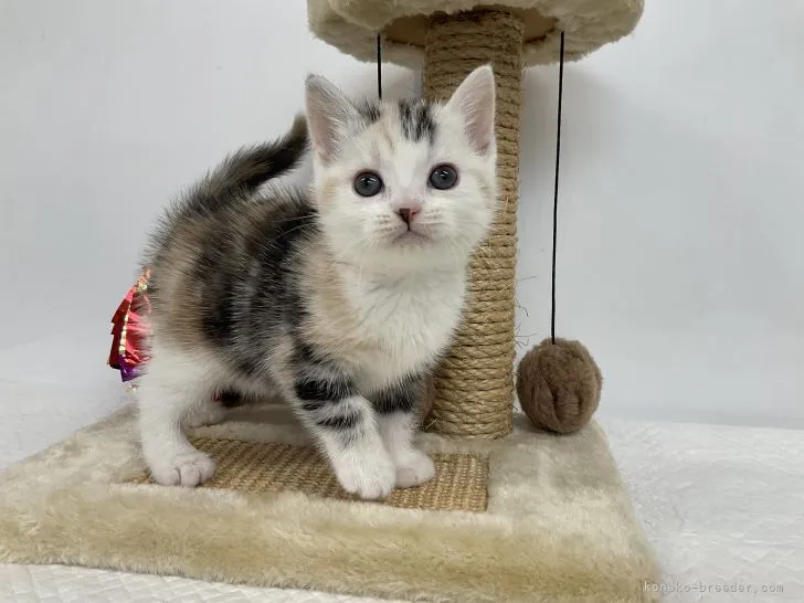 ID:2104-01080の子猫