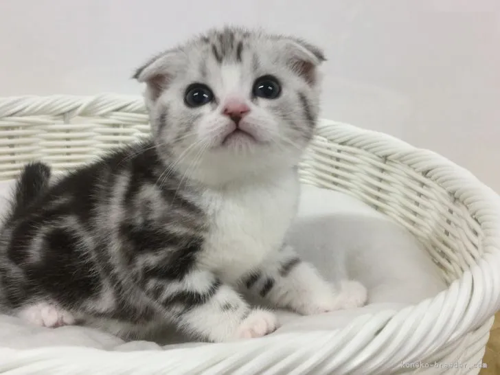 ID：1902-00036の子猫