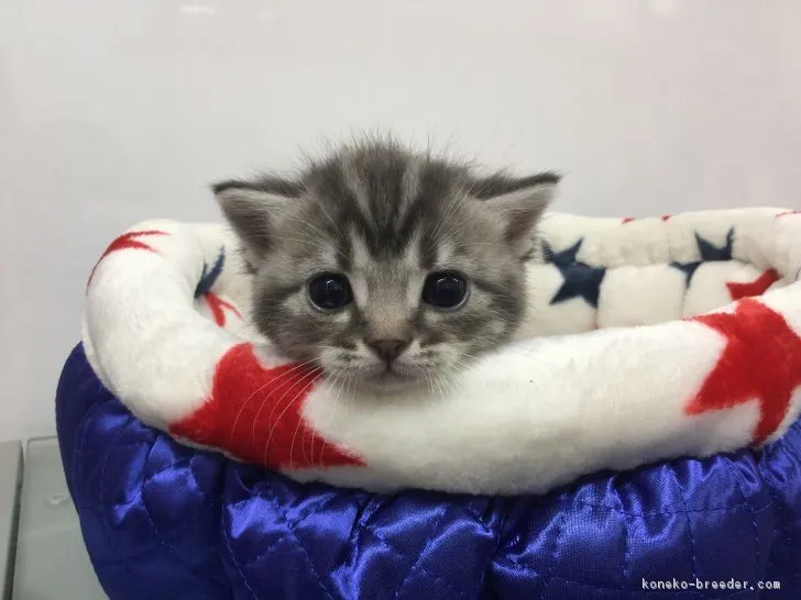 ID:1803-01482の子猫
