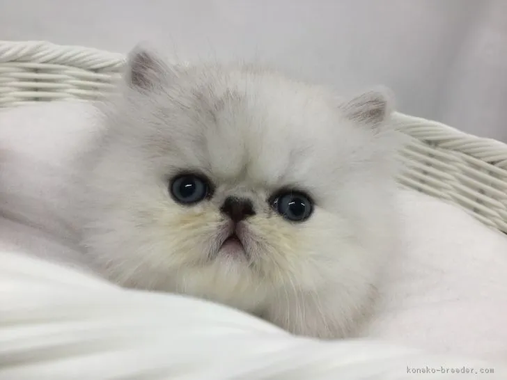 ID：1804-01297の子猫