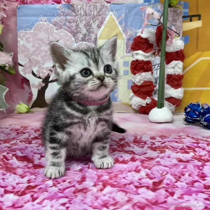 ID:2403-01407の子猫