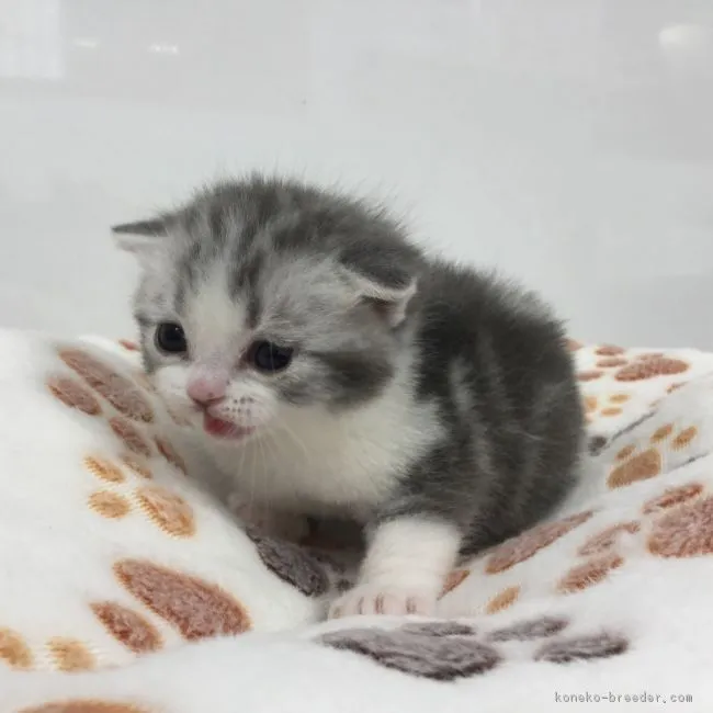 ID：1801-00042の子猫