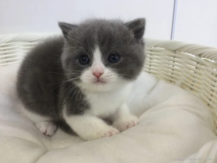 ID：1812-01248の子猫