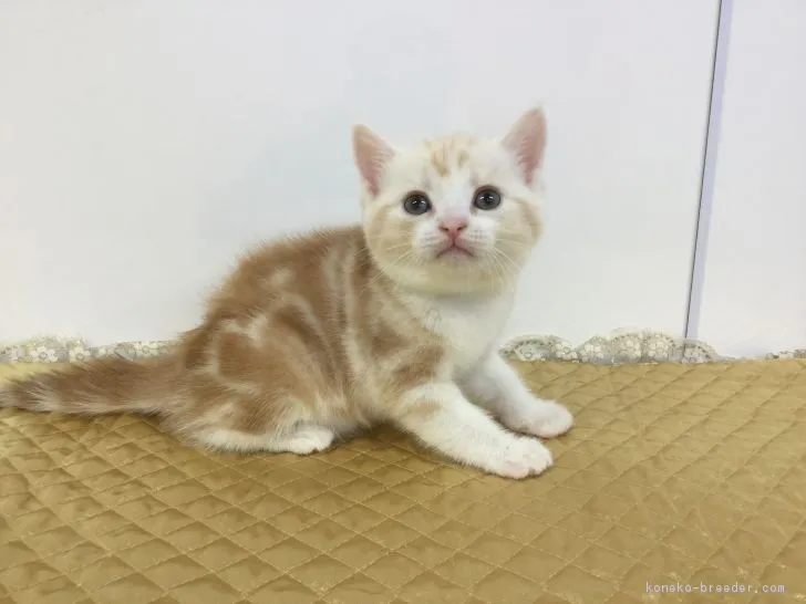 ID：1901-00297の子猫