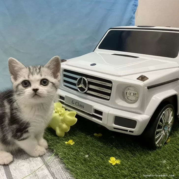 ID：2401-01437の子猫