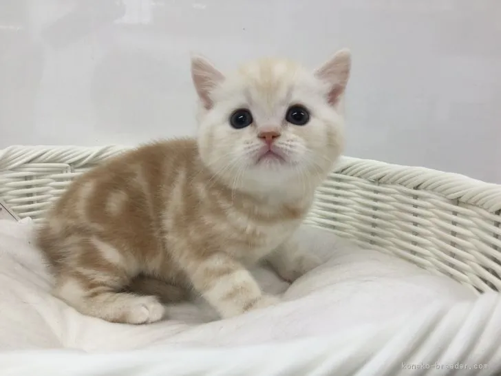 ID：1805-00291の子猫