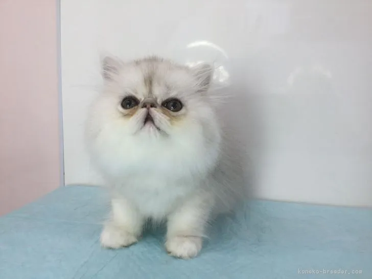 ID：1809-01126の子猫