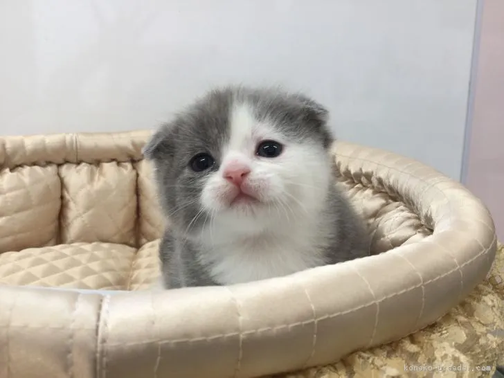 ID:1802-01079の子猫