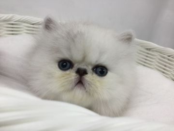 ペルシャ(チンチラ)【愛知県・男の子・2018年3月17日・シェーデットシルバー】の写真「一人っ子で おばあちゃん仔(o^^o)♪」