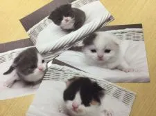 スコティッシュフォールド(折れ耳)【愛知県・男の子・2018年2月3日・ブルー&ホワイト】の写真5