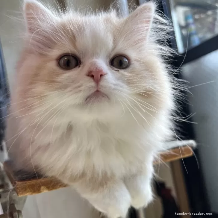 ID：2401-00515の子猫