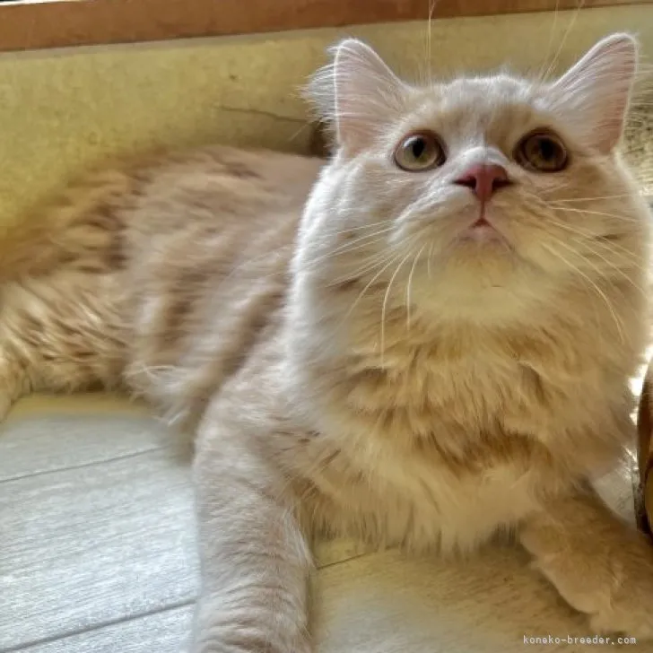 ID：2301-01270の子猫