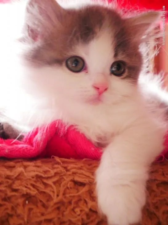 ID:1701-00531の子猫