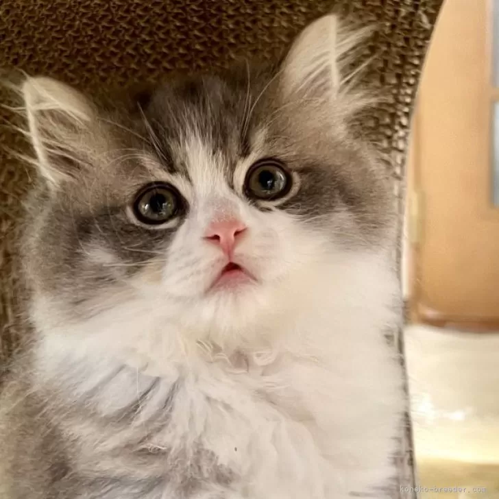 ID：2405-00537の子猫