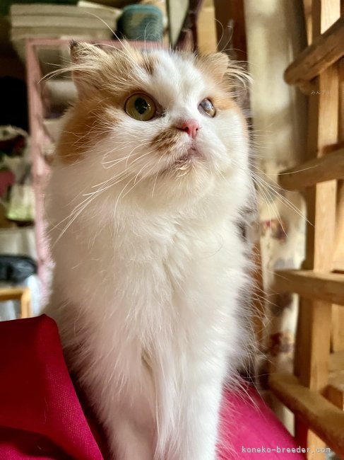 スコティッシュフォールド【・女の子・2022年6月29日・キャリコ・バン】