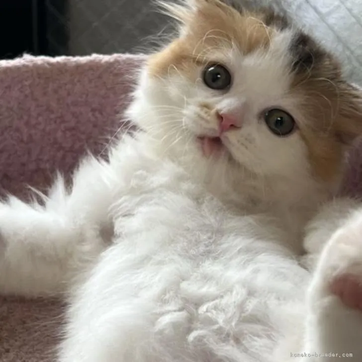 ID：2208-00741の子猫