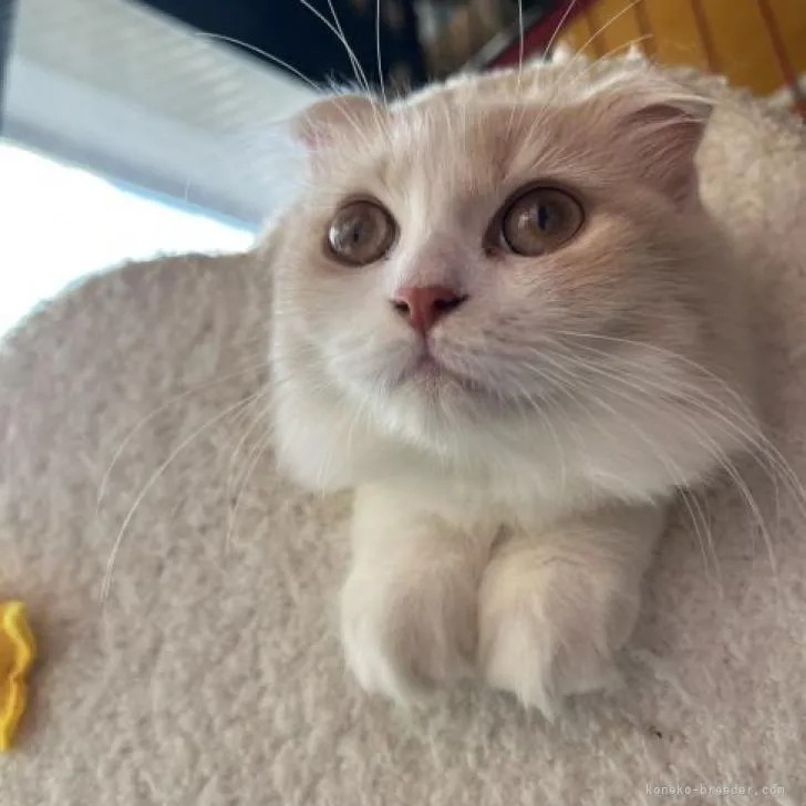 ID：2208-01062の子猫