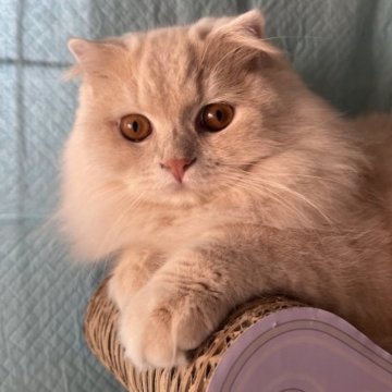 スコティッシュフォールド(折れ耳)【兵庫県・男の子・2023年1月30日・クリームタビー&ホワイト（セミ〜ロング）】の写真「優しく穏やかな男の子❤️去勢手術済です。」