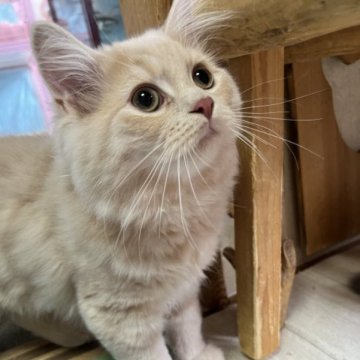 スコティッシュフォールド(立ち耳)【兵庫県・男の子・2022年12月19日・クリームマッカレルタビー（セミ〜ロング）】の写真「内弁慶だけど、元気な男の子。」