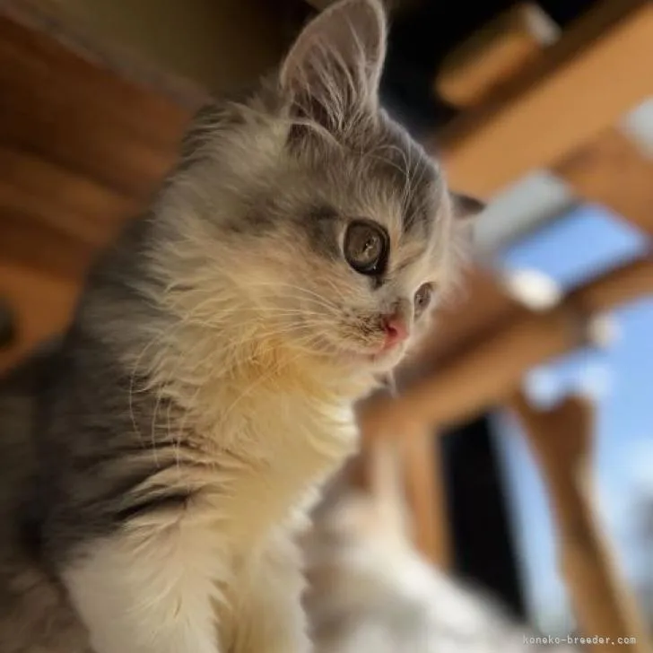 ID：2209-02313の子猫