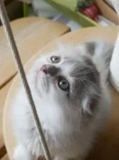 スコティッシュフォールド(折れ耳)【兵庫県・女の子・2018年3月27日・ブルーシルバーパッチドタビー&ホワイト・バン】の写真5「遊びに夢中な日々(ΦωΦ)」