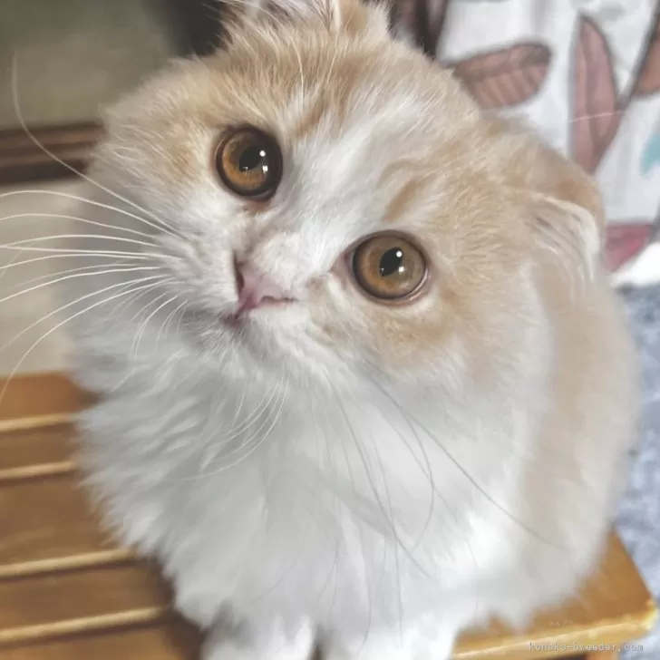 スコティッシュフォールド(折れ耳)【兵庫県・女の子・2025年6月21日・クリームタビー&amp;ホワイト】の写真1