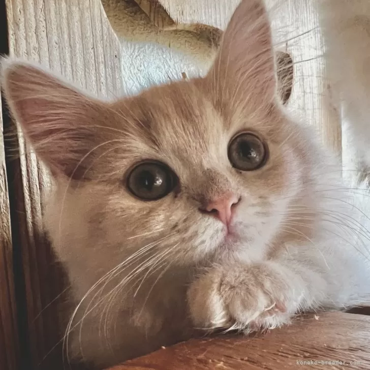 ID：2502-02233の子猫