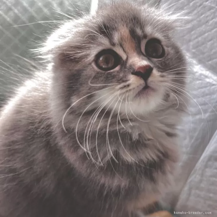スコティッシュフォールド(折れ耳)【兵庫県・女の子・2025年8月22日・ブルーパッチドタビー&amp;ホワイト】の写真1