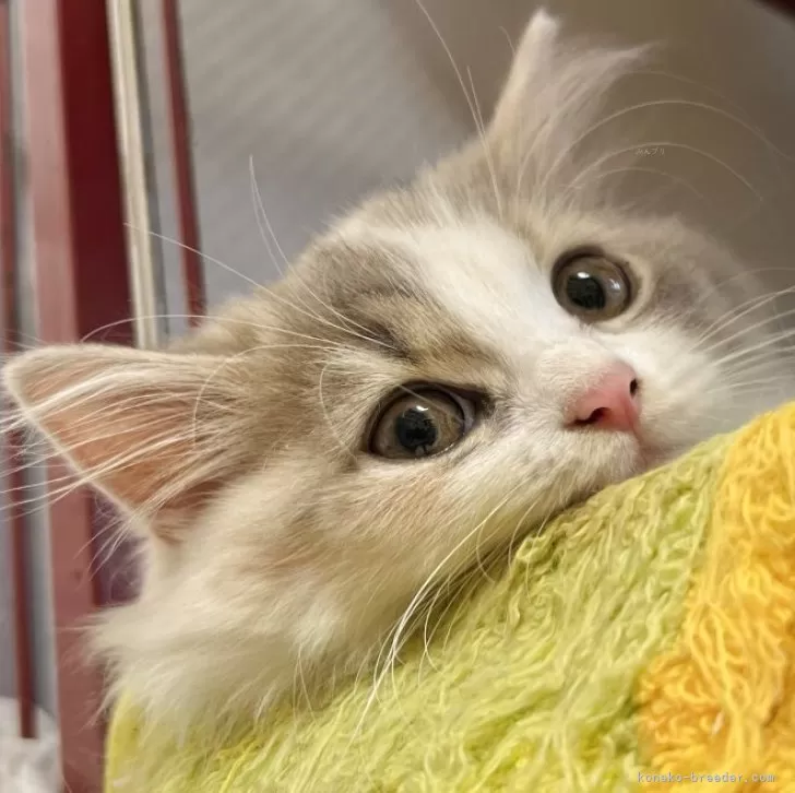 スコティッシュフォールド(立ち耳)【兵庫県・女の子・2025年8月6日・ダイリュートキャリコ】の写真1