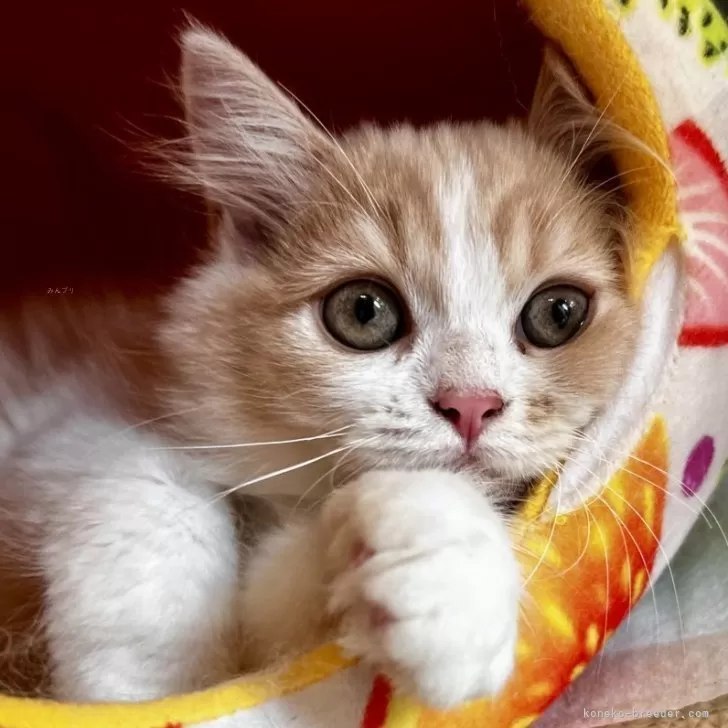 スコティッシュフォールド(立ち耳)【兵庫県・女の子・2025年8月22日・クリームタビー&amp;ホワイト】の写真1