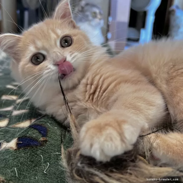 スコティッシュフォールド(立ち耳)【兵庫県・女の子・2025年6月21日・クリームマッカレルタビー】の写真1