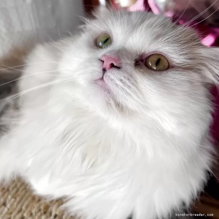 スコティッシュフォールド(折れ耳)【兵庫県・女の子・2024年11月7日・ダイリュートキャリコ】の写真1