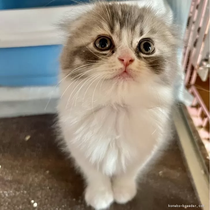 クレクレタコラ 様のお迎えした子猫