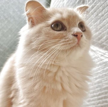 スコティッシュフォールド(立ち耳)【兵庫県・女の子・2025年6月21日・クリームマッカレルタビー（セミ〜ロング）】の写真「性格はおっとりタイプ。」