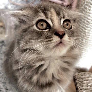 スコティッシュフォールド(折れ耳)【兵庫県・女の子・2025年8月22日・ブルーパッチドタビー&ホワイト（セミ〜ロング）】の写真「よく食べよく寝てよく遊ぶ子猫です🩶」