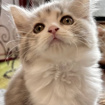 スコティッシュフォールド(立ち耳)【兵庫県・女の子・2025年8月6日・ダイリュートキャリコ（セミ〜ロング）】の写真「キュートなお顔の女の子🤍」