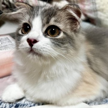 スコティッシュフォールド(折れ耳)【兵庫県・女の子・2025年6月21日・ブルーパッチドタビー&ホワイト（セミ〜ロング）】の写真「クリクリお目目の元気っこ😘」