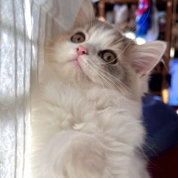 スコティッシュフォールド(立ち耳)【兵庫県・女の子・2025年8月6日・ダイリュートキャリコ（セミ〜ロング）】の写真「別嬪しゃんです🤎」