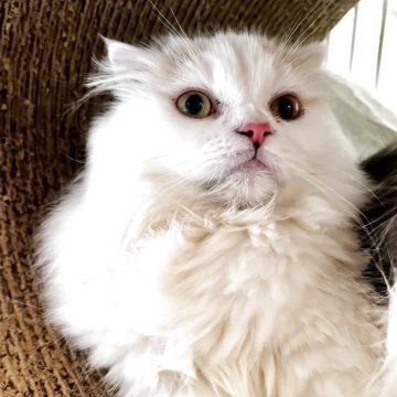 スコティッシュフォールド(折れ耳)【兵庫県・女の子・2024年11月7日・ダイリュートキャリコ（セミ〜ロング）】の写真「激烈甘えん坊な女の子です💕」