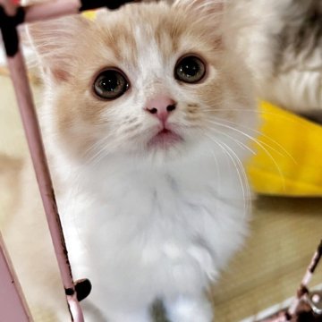 スコティッシュフォールド(立ち耳)【兵庫県・女の子・2025年8月22日・クリームタビー&ホワイト（セミ〜ロング）】の写真「いっつもお眠なお顔がキュート🩶」