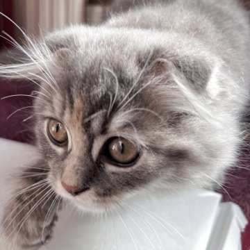 スコティッシュフォールド(折れ耳)【兵庫県・女の子・2025年8月22日・ブルーパッチドタビー&ホワイト（セミ〜ロング）】の写真「よく食べよく寝てよく遊ぶ子猫です🩶」