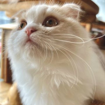 スコティッシュフォールド(折れ耳)【兵庫県・女の子・2024年11月7日・ダイリュートキャリコ（セミ〜ロング）】の写真「激烈甘えん坊な女の子です💕」