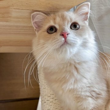 スコティッシュフォールド(立ち耳)【兵庫県・女の子・2025年6月21日・クリームマッカレルタビー（セミ〜ロング）】の写真「性格はおっとりタイプ。」